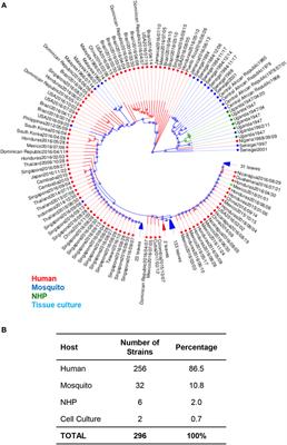 Evolution of Two Major Zika Virus Lineages: Implications for Pathology, Immune Response, and Vaccine Development